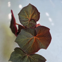 Load image into Gallery viewer, #W12 Begonia Yorkes Delight