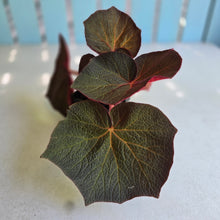 Load image into Gallery viewer, #W12 Begonia Yorkes Delight