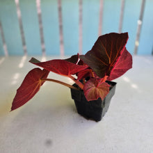 Load image into Gallery viewer, #W12 Begonia Yorkes Delight
