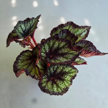 Load image into Gallery viewer, #B27 Begonia Unknown