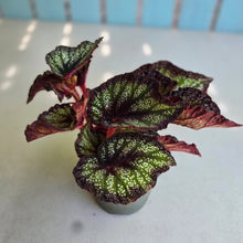 Load image into Gallery viewer, #B27 Begonia Unknown