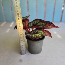 Load image into Gallery viewer, #B27 Begonia Unknown