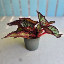 Load image into Gallery viewer, #B27 Begonia Unknown