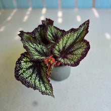 Load image into Gallery viewer, #B27 Begonia Unknown