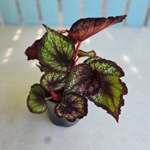 Load image into Gallery viewer, #H116 Begonia Unknown