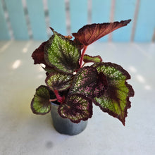 Load image into Gallery viewer, #H116 Begonia Unknown