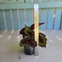 Load image into Gallery viewer, #H116 Begonia Unknown