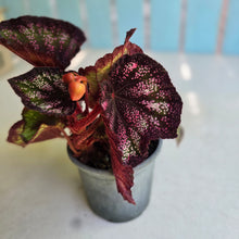 Load image into Gallery viewer, #H116 Begonia Unknown
