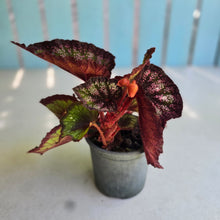 Load image into Gallery viewer, #H116 Begonia Unknown
