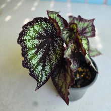 Load image into Gallery viewer, #H48 Begonia Unknown