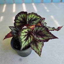 Load image into Gallery viewer, #H48 Begonia Unknown