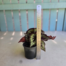 Load image into Gallery viewer, #H48 Begonia Unknown