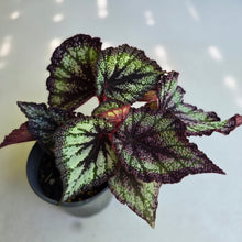 Load image into Gallery viewer, #H48 Begonia Unknown