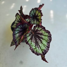 Load image into Gallery viewer, #H48 Begonia Unknown
