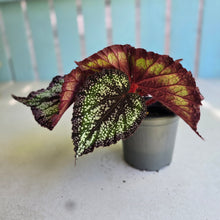 Load image into Gallery viewer, #H48 Begonia Unknown