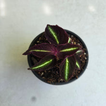 Load image into Gallery viewer, #W73 Sonerila Sp. 'Fluo'
