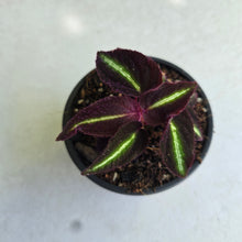Load image into Gallery viewer, #W73 Sonerila Sp. 'Fluo'