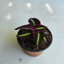 Load image into Gallery viewer, #W73 Sonerila Sp. 'Fluo'