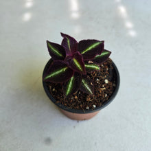 Load image into Gallery viewer, #W73 Sonerila Sp. 'Fluo'