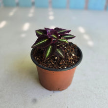 Load image into Gallery viewer, #W73 Sonerila Sp. 'Fluo'