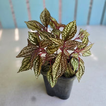 Load image into Gallery viewer, #HB Sonerila Maculata