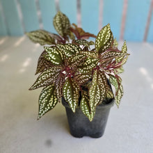 Load image into Gallery viewer, #HB Sonerila Maculata