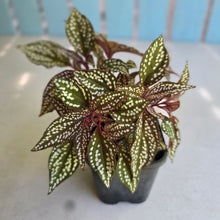Load image into Gallery viewer, #HB Sonerila Maculata