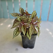 Load image into Gallery viewer, #HB Sonerila Maculata