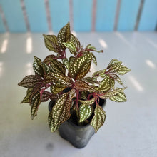 Load image into Gallery viewer, #HB Sonerila Maculata