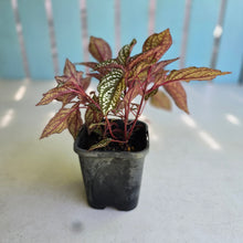 Load image into Gallery viewer, #HB Sonerila Maculata