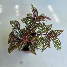 Load image into Gallery viewer, #W13 Sonerila Maculata