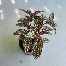 Load image into Gallery viewer, #W13 Sonerila Maculata