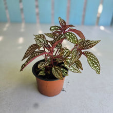 Load image into Gallery viewer, #W13 Sonerila Maculata