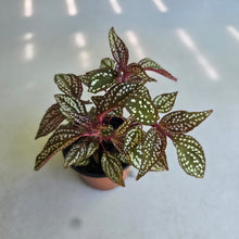 Load image into Gallery viewer, #W13 Sonerila Maculata