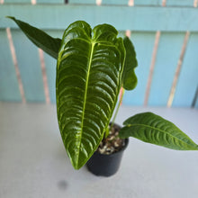 Load image into Gallery viewer, #D54 Anthurium Veitchii