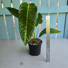 Load image into Gallery viewer, #D54 Anthurium Veitchii