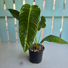 Load image into Gallery viewer, #D54 Anthurium Veitchii