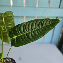 Load image into Gallery viewer, #D54 Anthurium Veitchii