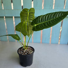 Load image into Gallery viewer, #D54 Anthurium Veitchii