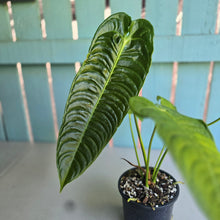 Load image into Gallery viewer, #R168 Anthurium Veitchii