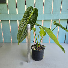Load image into Gallery viewer, #R168 Anthurium Veitchii