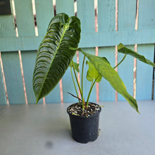 Load image into Gallery viewer, #R168 Anthurium Veitchii