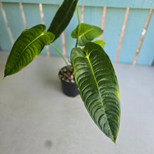 Load image into Gallery viewer, #R168 Anthurium Veitchii