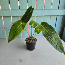Load image into Gallery viewer, #R168 Anthurium Veitchii