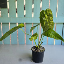 Load image into Gallery viewer, #R168 Anthurium Veitchii
