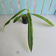 Load image into Gallery viewer, #R39 Philodendron Bonifaziae