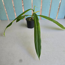 Load image into Gallery viewer, #R39 Philodendron Bonifaziae