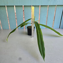 Load image into Gallery viewer, #R39 Philodendron Bonifaziae