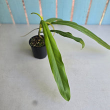 Load image into Gallery viewer, #R39 Philodendron Bonifaziae