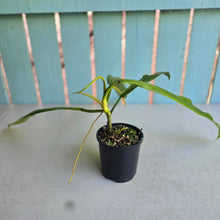 Load image into Gallery viewer, #R39 Philodendron Bonifaziae